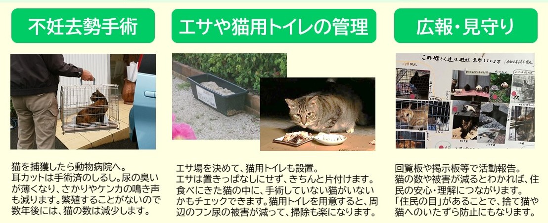 地域猫活動