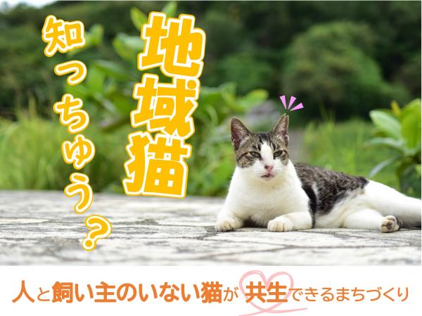 地域猫知っちゅう？