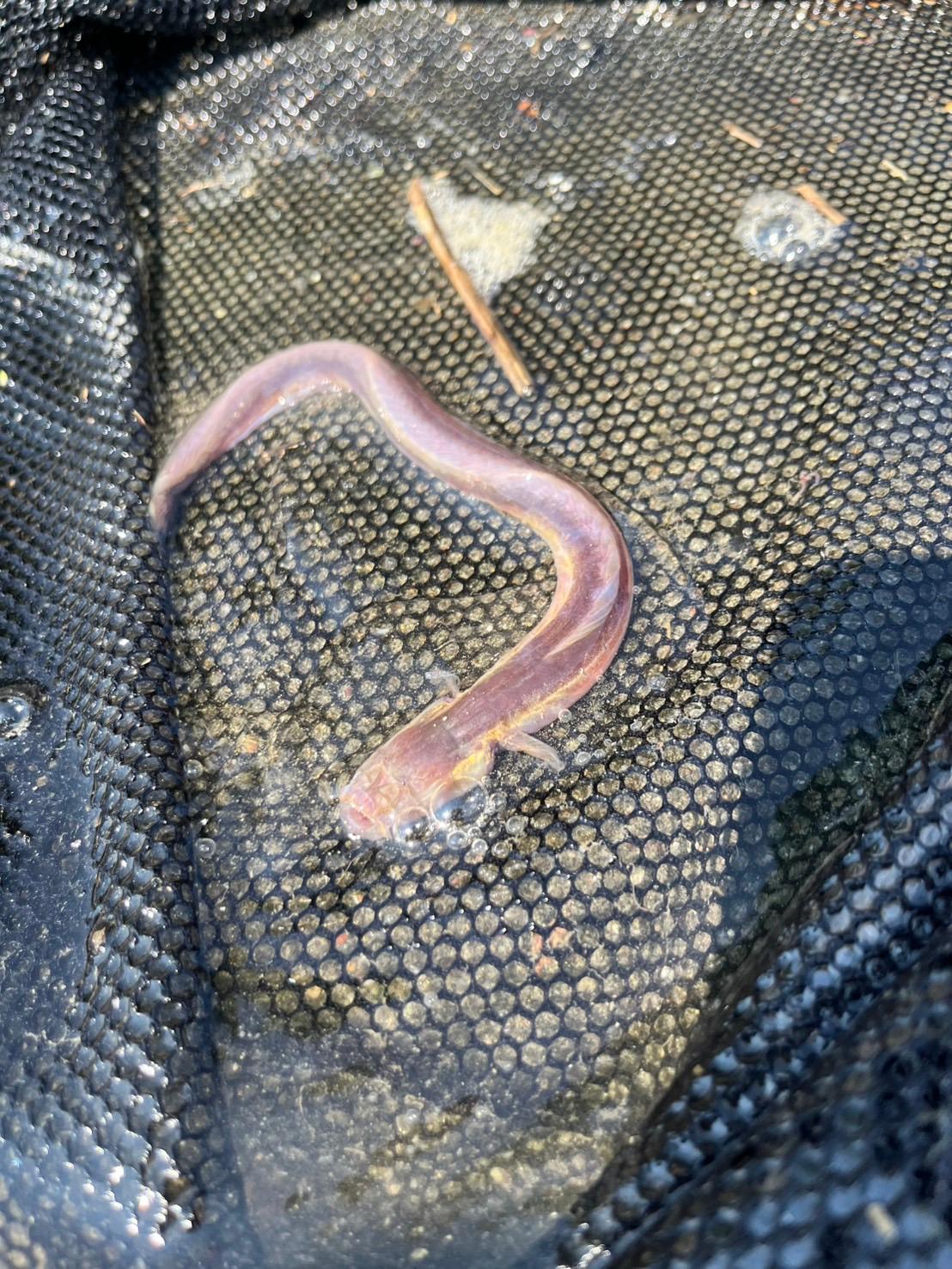 鏡川の底に潜むモンスター＜コガネチワラスボ＞