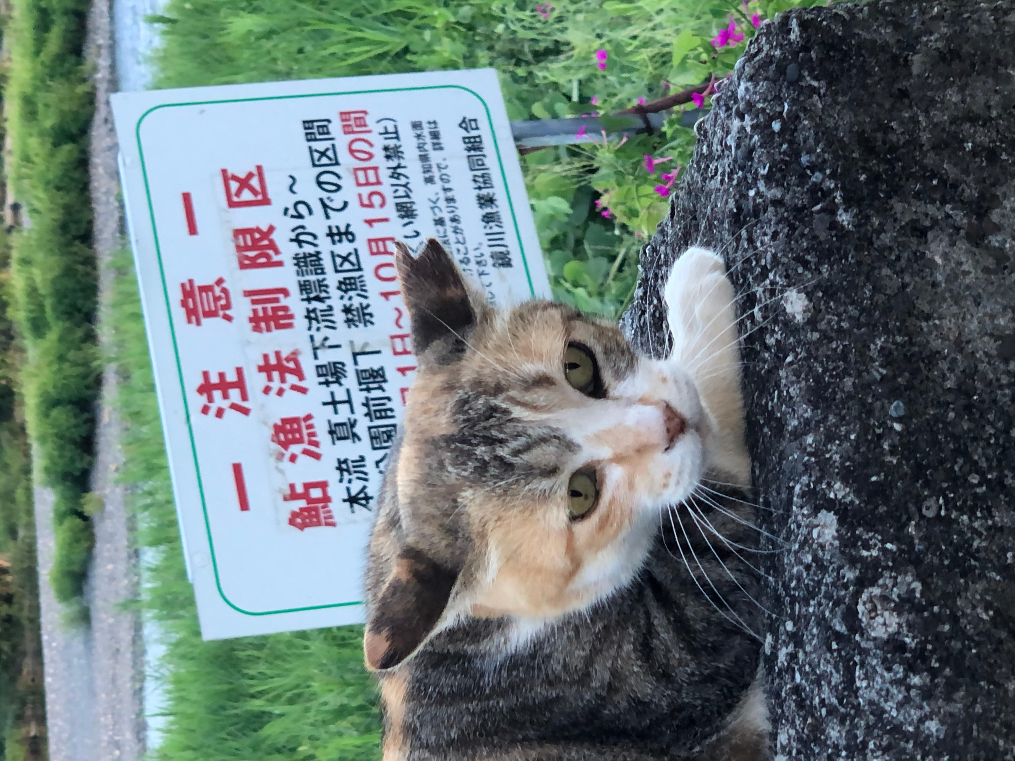鏡川の地域猫