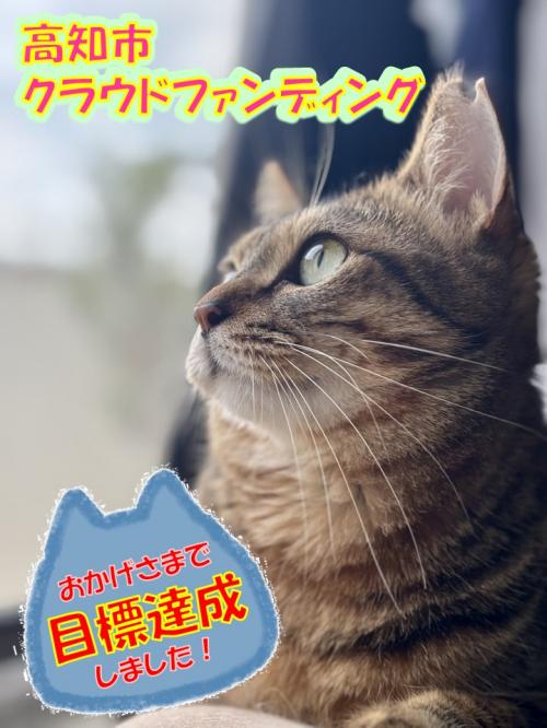 目標金額達成掲載用猫写真