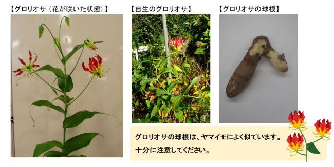 グロリオサ①