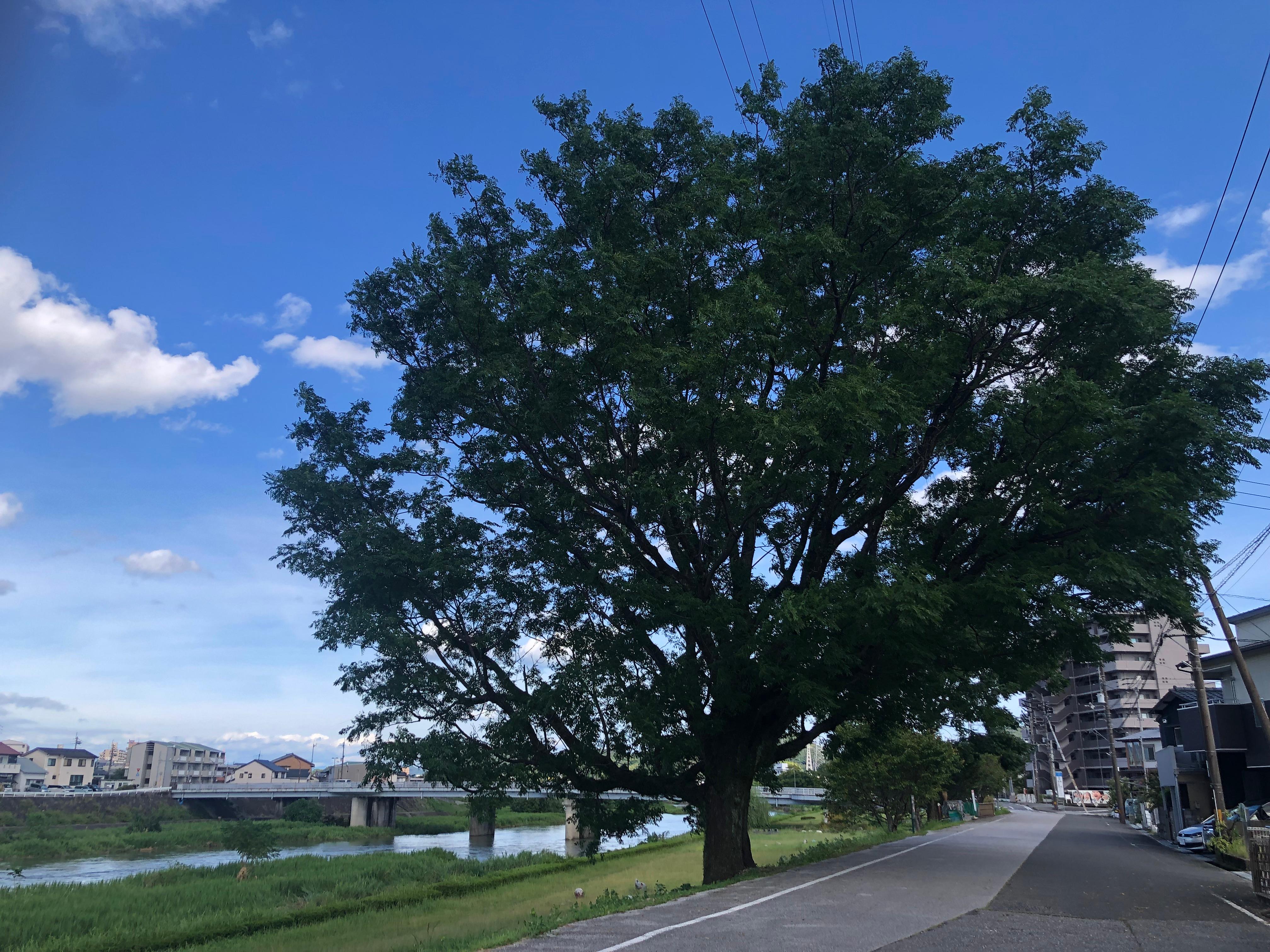 紅葉橋のセンダン