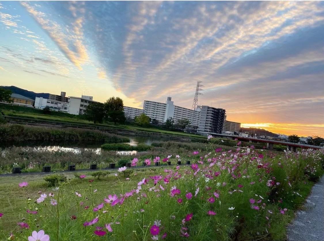 紅葉橋のコスモス祭り