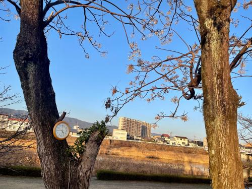 春を待つ桜せんだん