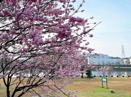 春はもうすぐ、トリム堰