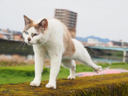 桜並木をのっしり来たYOU