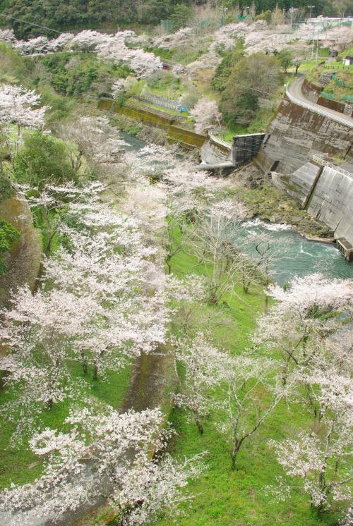 ダムから続く桜の川