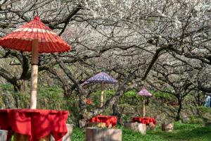 嫁石梅まつりの様子