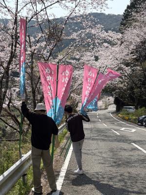 かがみ桜まつり１
