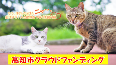 猫プロジェクト