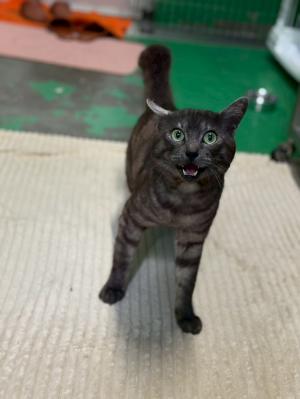 しおん君 写真
