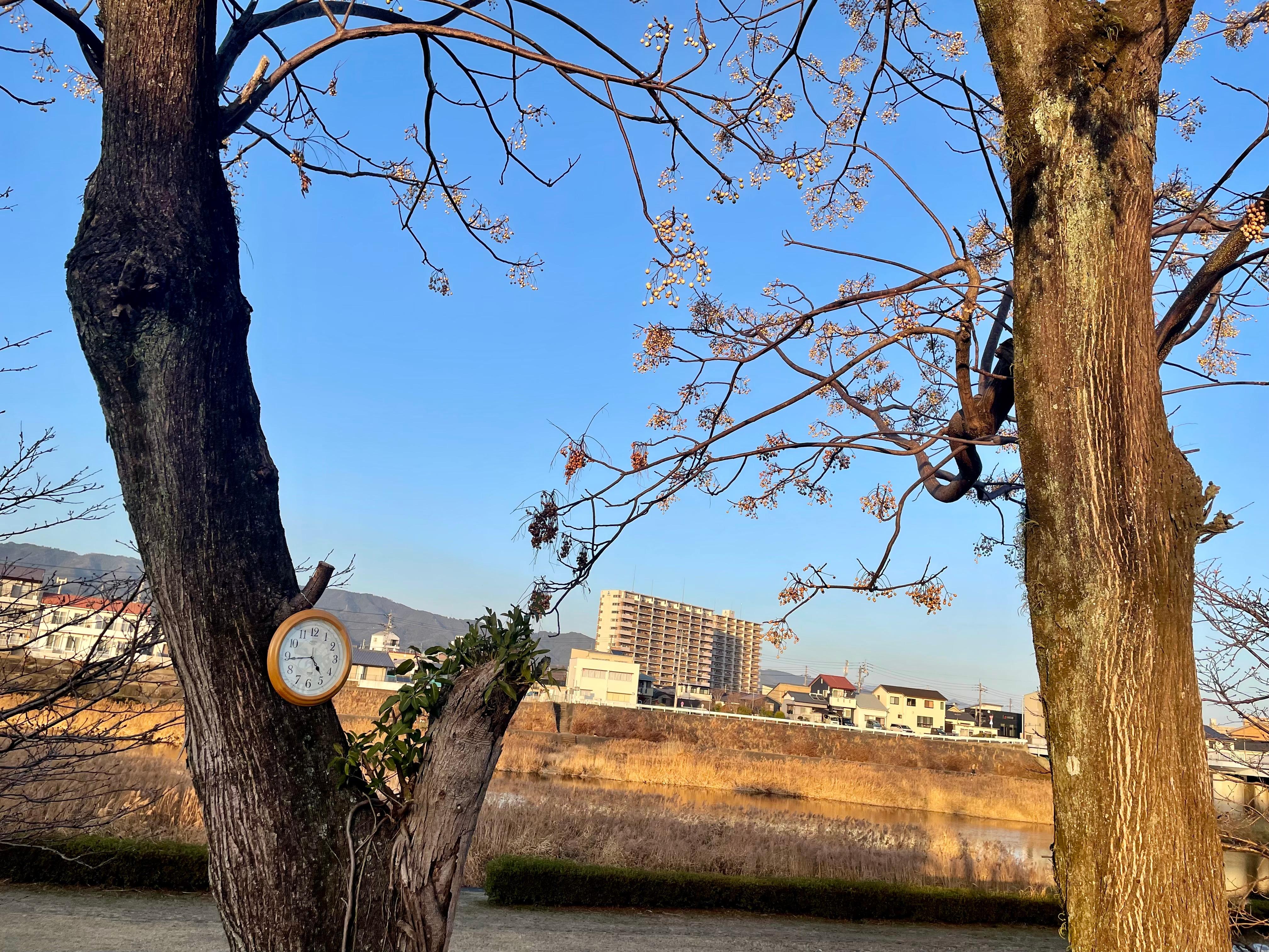 春を待つ桜せんだん