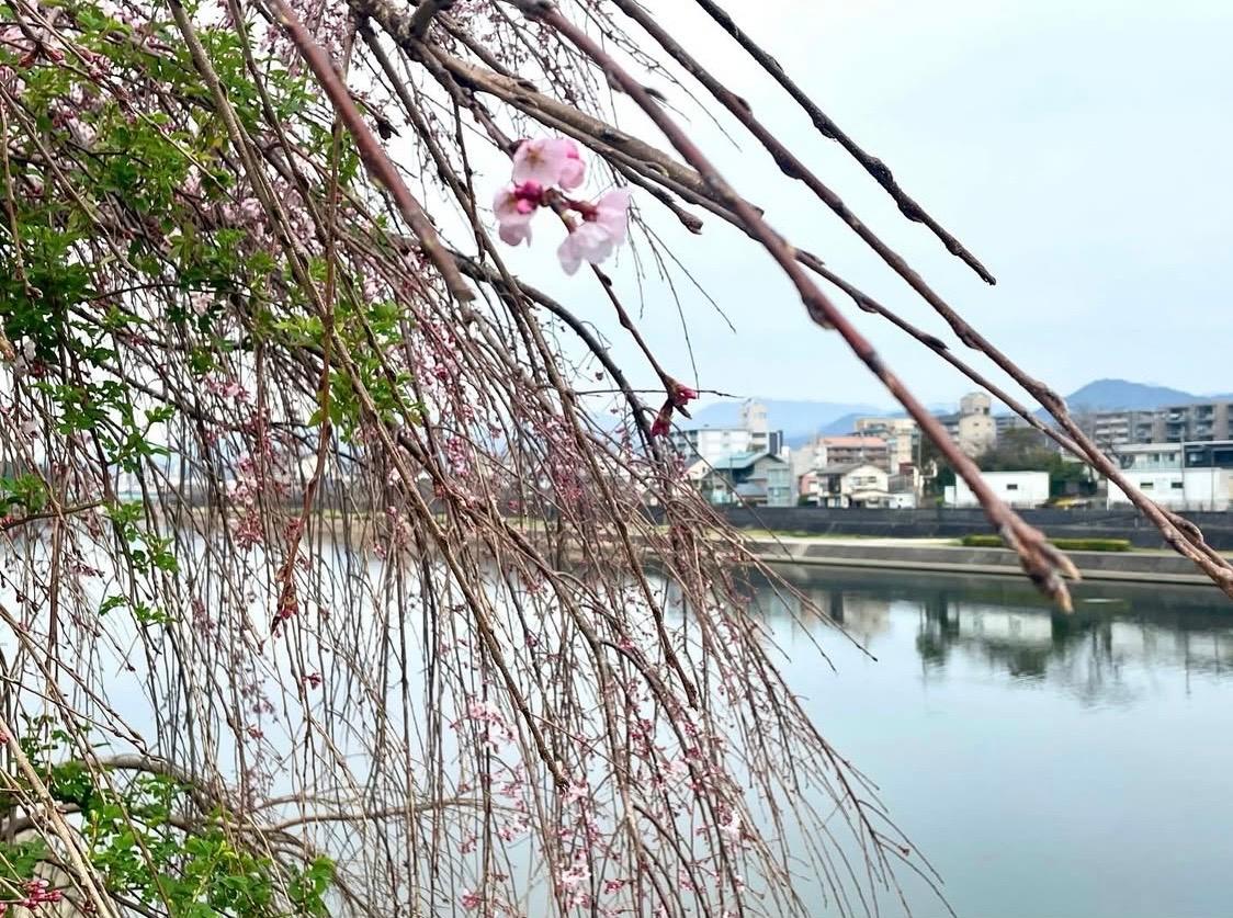 咲き始め