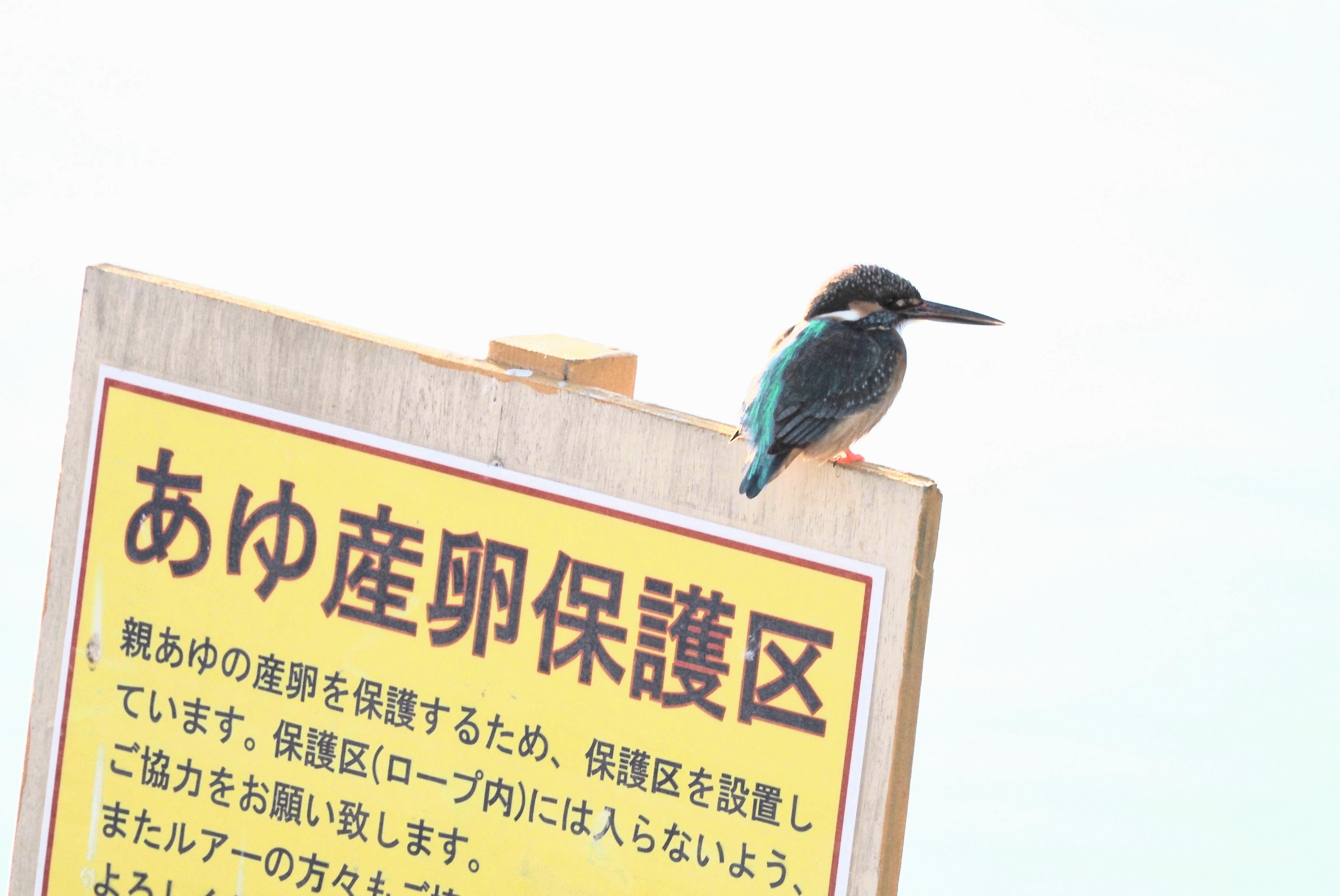 俺のテリトリー