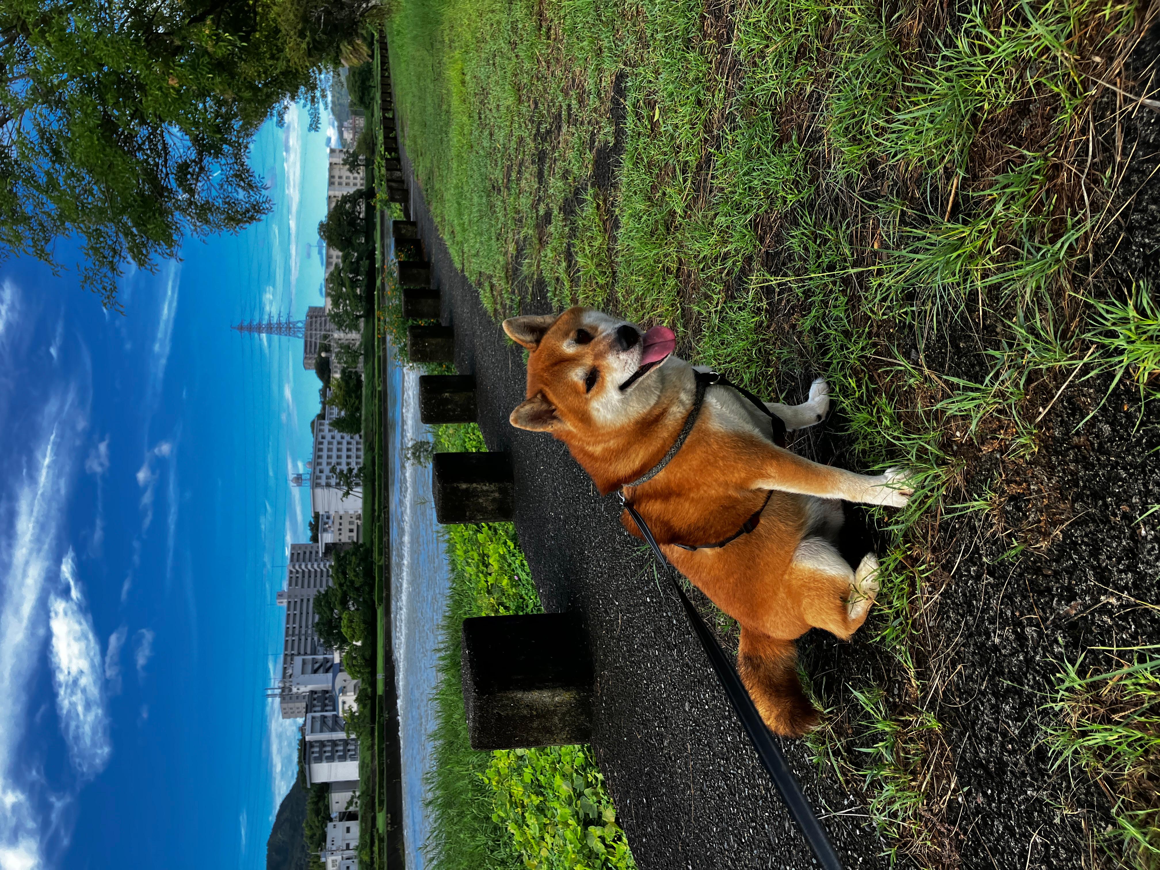 夏の青空