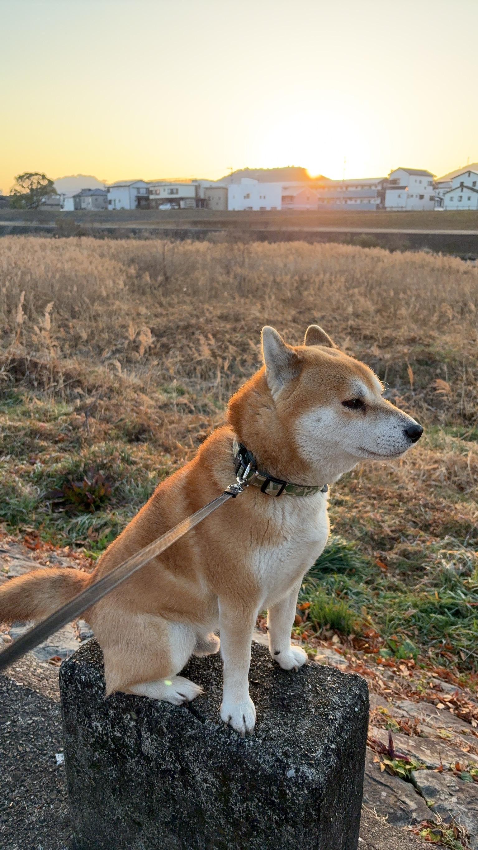 晩秋