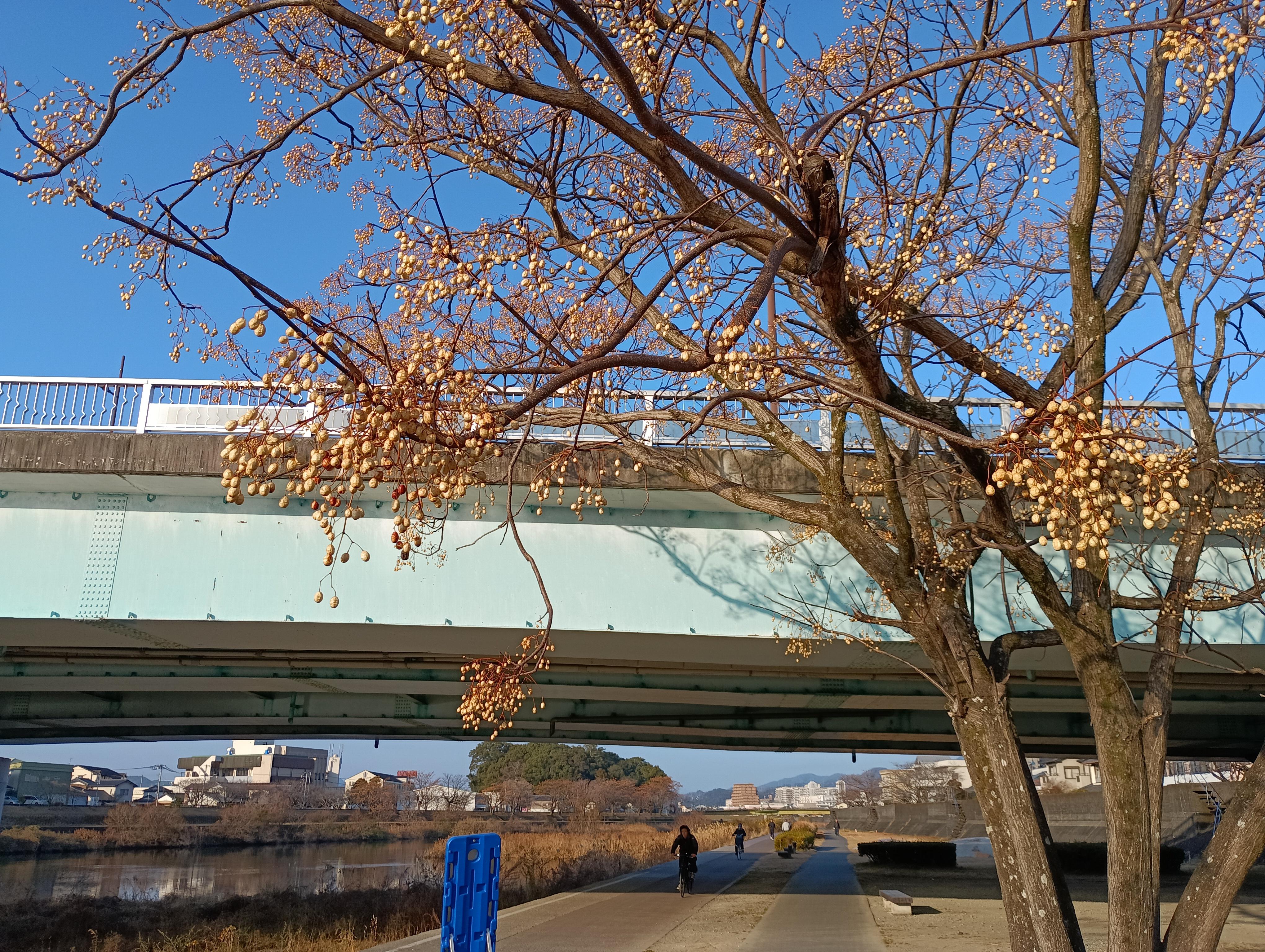 冬場の実