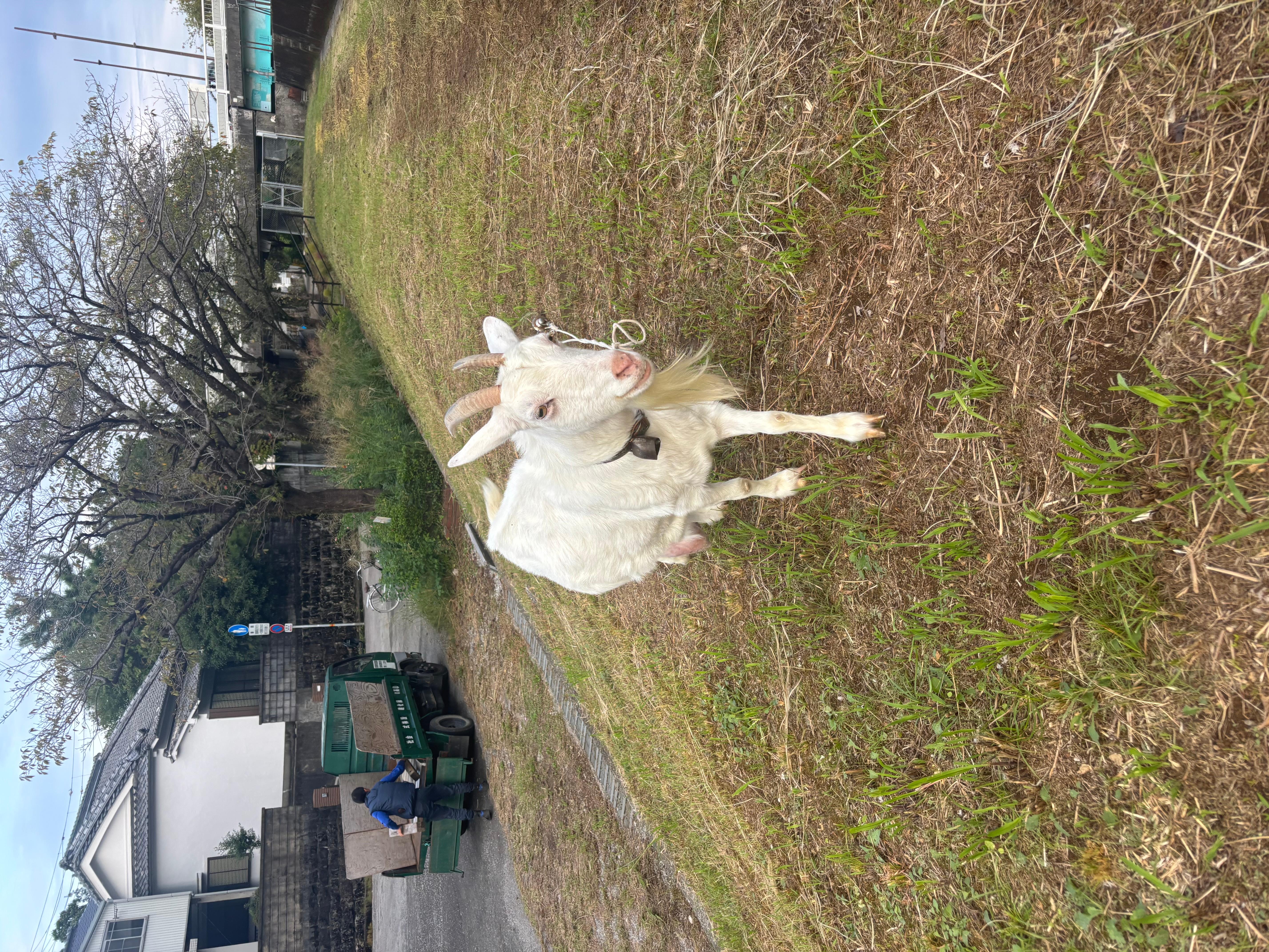 お前も鏡川の生き物よね「メーェ!」