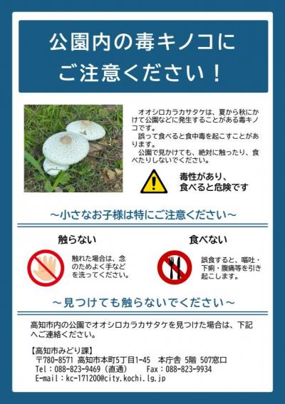 オオシロカラカサタケ