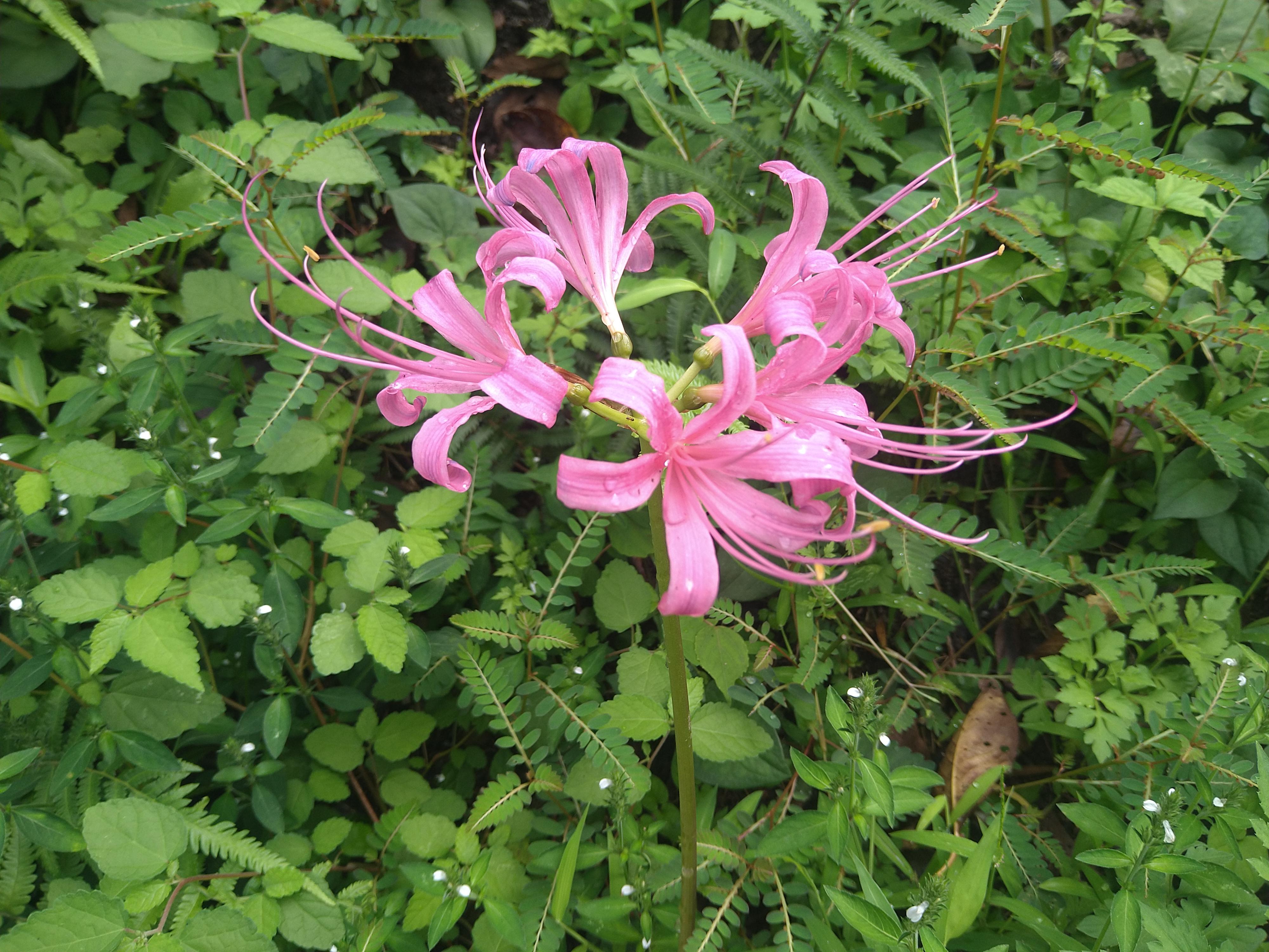花言葉*楽しむ