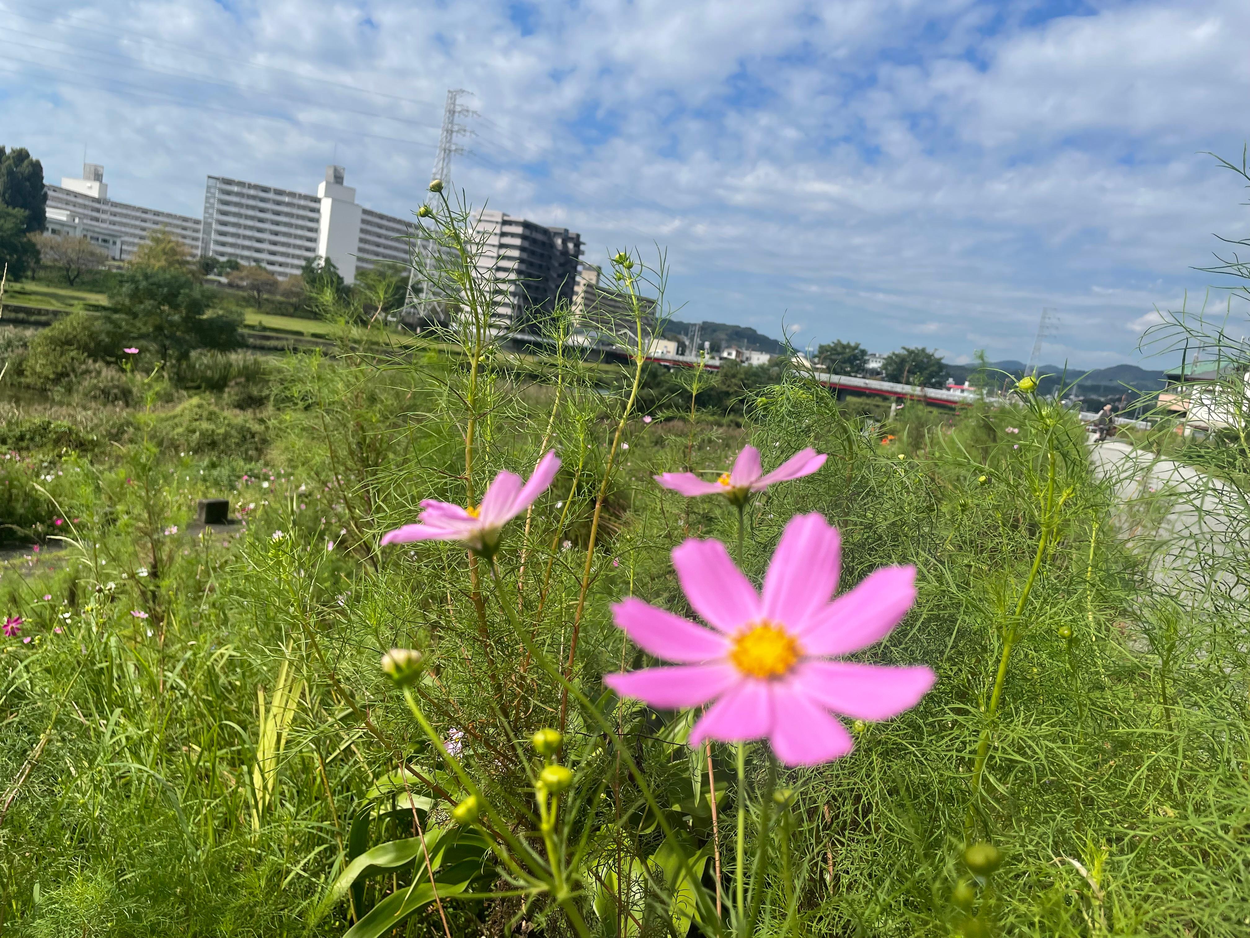 紅葉橋とコスモス
