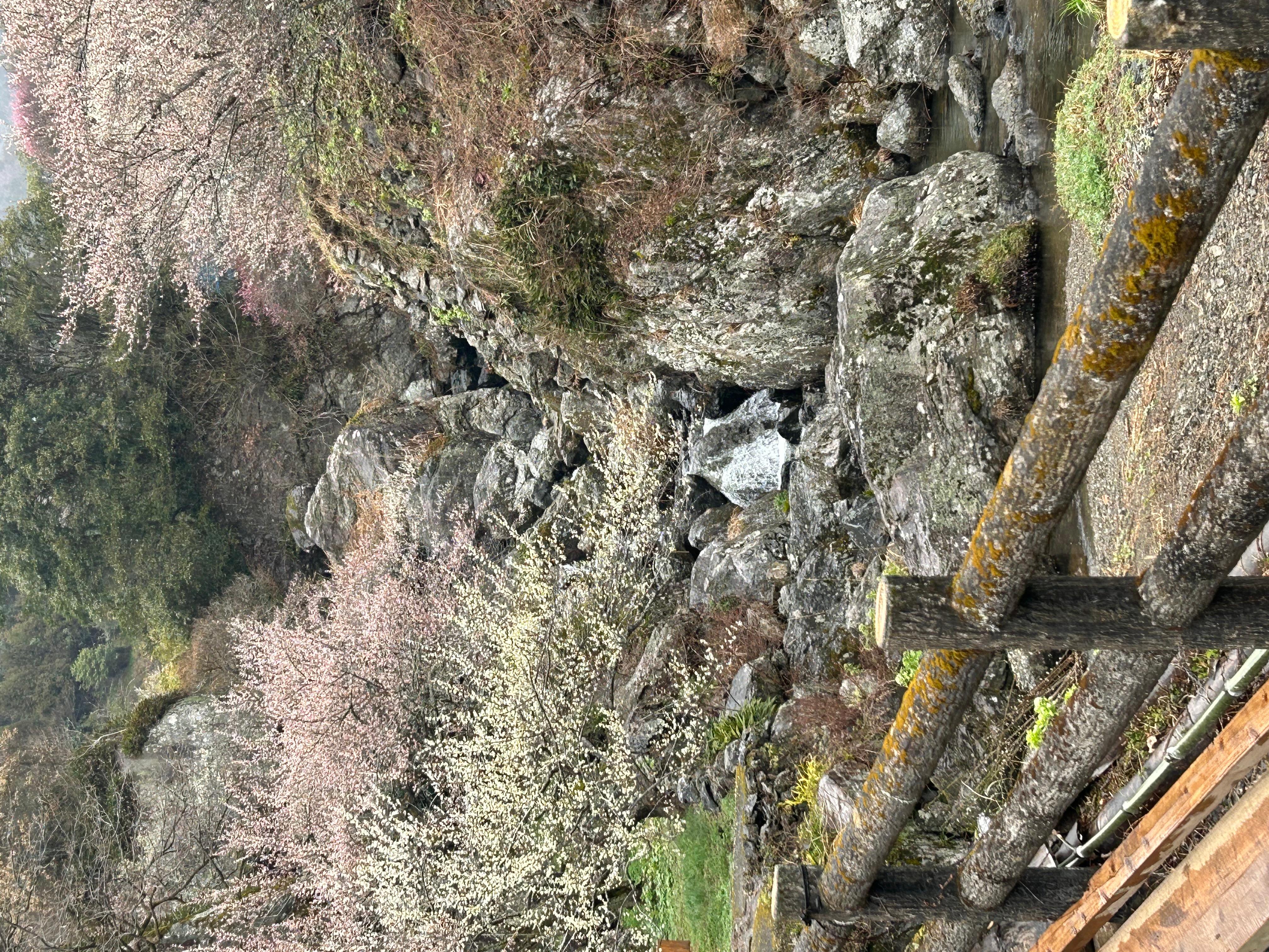 如月の鏡川　渇水の頃