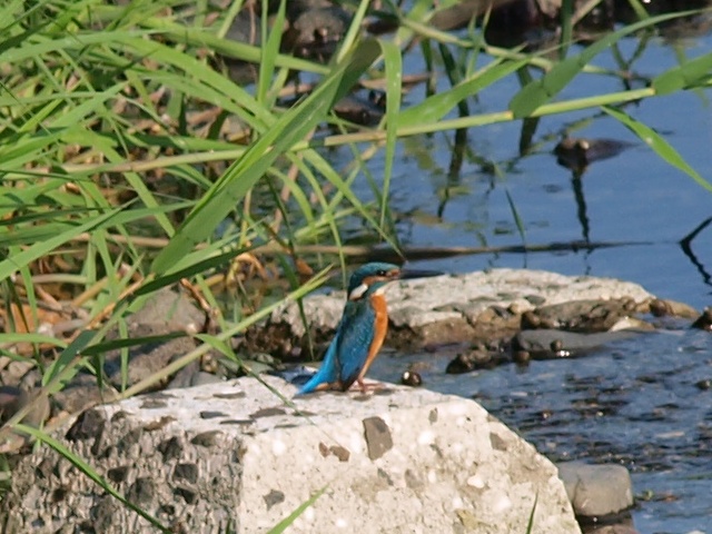 カワセミ