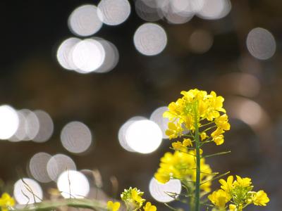 立春の菜の花