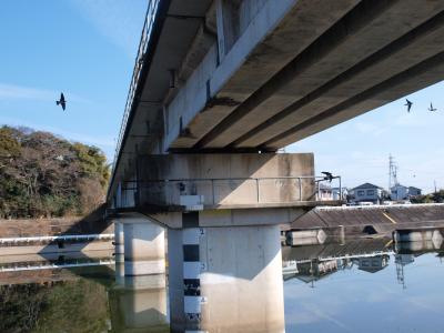 鉄橋下のイワツバメ