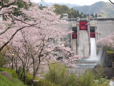 桜の名所　鏡ダム