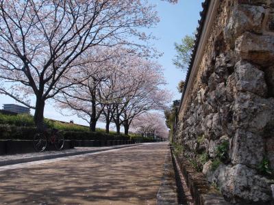 石垣と桜のトンネル