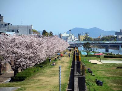 花見に集まる人々