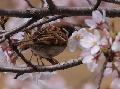 桜の花をくわえたスズメ