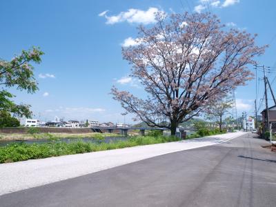 満開のセンダンの木