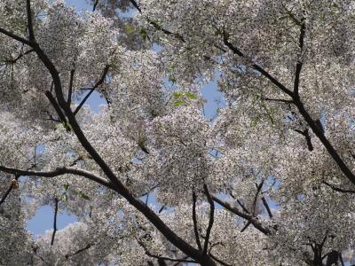 咲き誇るセンダンの花