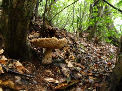 登山道で見つけた大きなきのこ