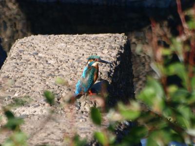 トリム公園前のカワセミ