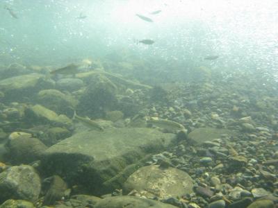 鏡川下流の水中写真