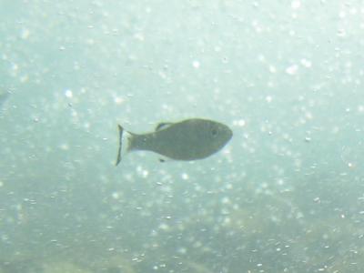 見たことのない魚 高知市公式ホームページ