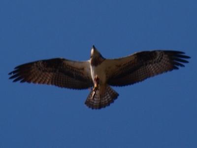 魚をつかみ上空を旋回するミサゴ