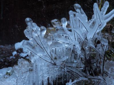 枯れ枝についた丸っこい氷