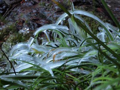 葉っぱの上に氷がこんもり