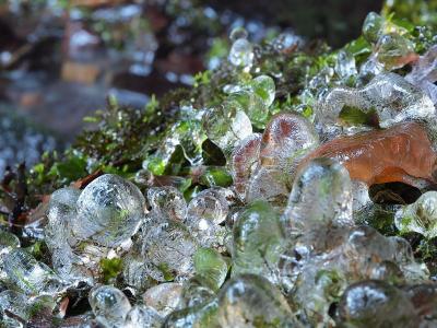 苔の水滴も凍っている