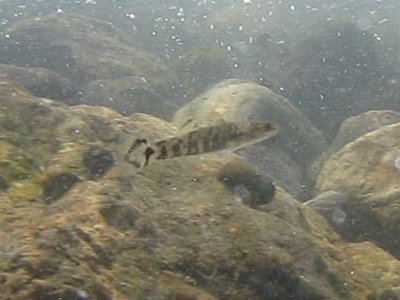 スミウキゴリと思われる魚