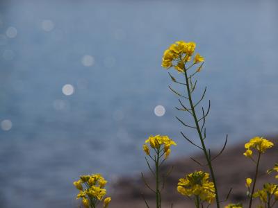 川岸に咲く菜の花