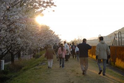 築屋敷の桜並木を歩く