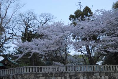 山内神社の桜