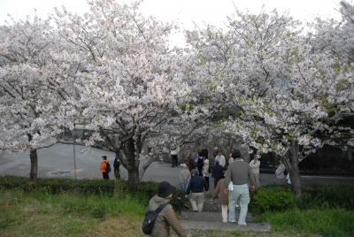 月ノ瀬橋の桜