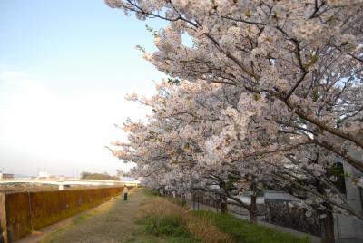 築屋敷の桜並木